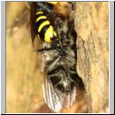 Ectemnius cephalotes - Grabwespe - Osnabrueck-Menslage - Wald - beim Nesteintrag 01e.jpg